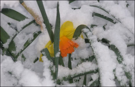 Snow Daffodil